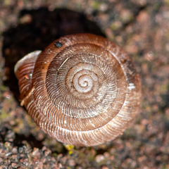 Oestophorella buvinieri