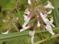 Orthosiphon suffrutescens