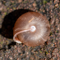 Oestophorella buvinieri