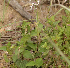 Orthosiphon suffrutescens