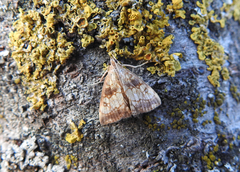 Evergestis politalis