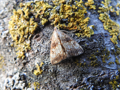 Evergestis politalis