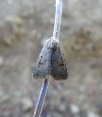 Caradrina kadenii