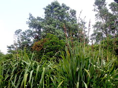 Metrosideros excelsa