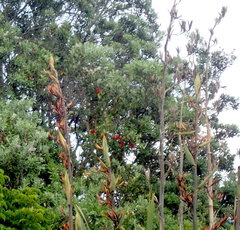 Metrosideros excelsa