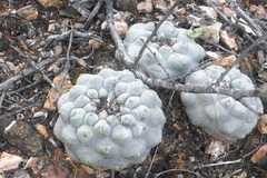 Lophophora diffusa