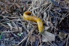 Ariolimax brachyphallus