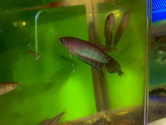 Betta bellica