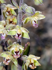 Epipactis kleinii