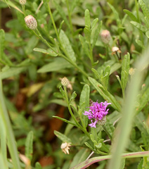 Parapolydora fastigiata