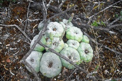 Lophophora diffusa