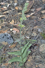 Epipactis kleinii