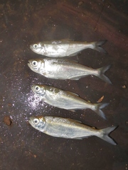 Brycon guatemalensis