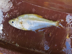 Roeboides bouchellei