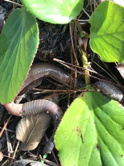 Annelida