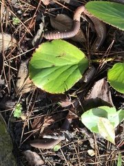 Annelida