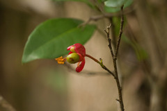 Ochna thomasiana