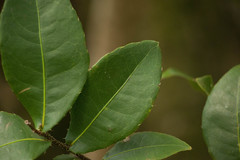 Ochna thomasiana