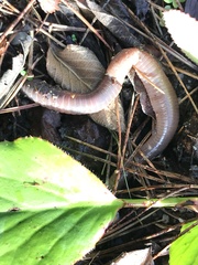 Annelida