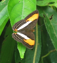 Adelpha cytherea marcia