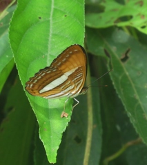 Adelpha cytherea marcia