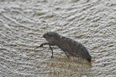 Endoxyla amphiplecta