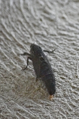 Endoxyla amphiplecta