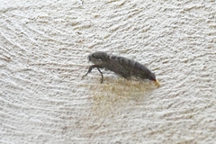Endoxyla amphiplecta