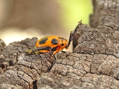 Chariderma pulchella