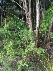 Leucopogon fasciculatus