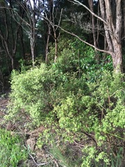 Leucopogon fasciculatus