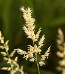 Schmidtia pappophoroides