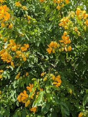 Senna macranthera