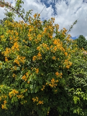 Senna macranthera