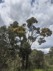 Senna macranthera