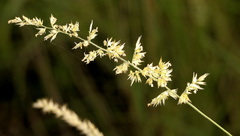 Schmidtia pappophoroides