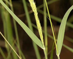 Schmidtia pappophoroides