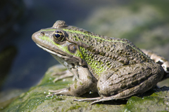 צפרדע נחלים - Photo (c) Ioana Mita,  זכויות יוצרים חלקיות (CC BY-NC), הועלה על ידי Ioana Mita