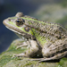 Marsh Frog - Photo (c) Ioana Mita, some rights reserved (CC BY-NC), uploaded by Ioana Mita