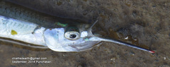 Hyporhamphus