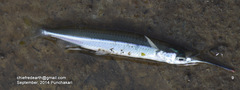 Hyporhamphus