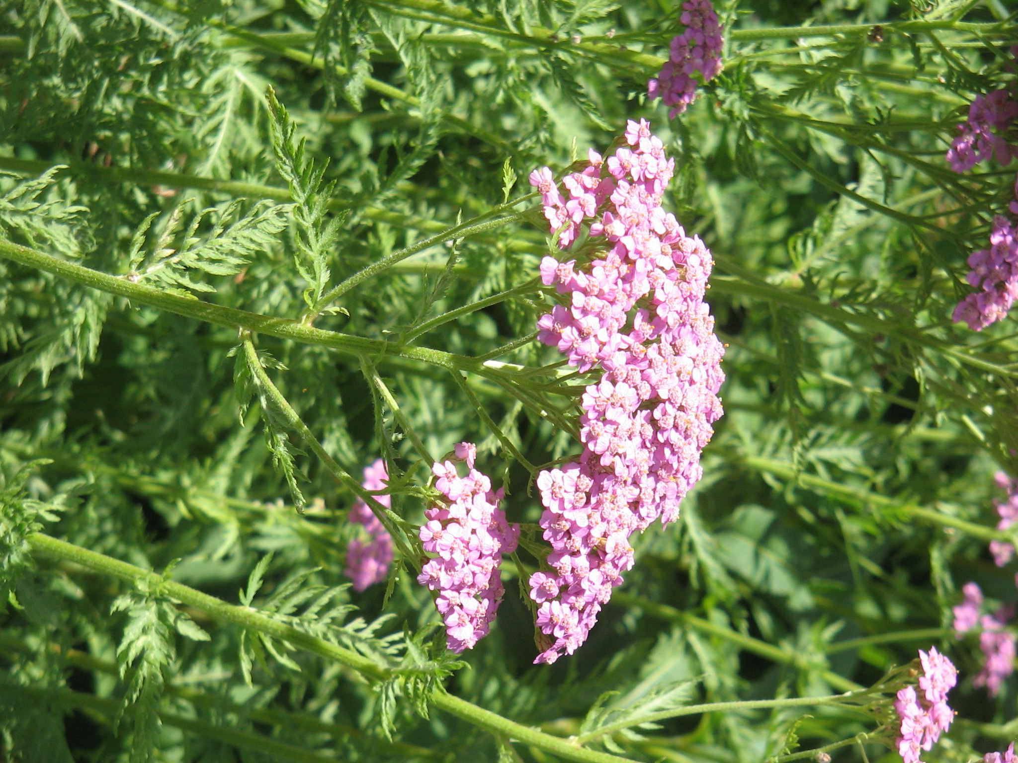 Achillea distans ssp. tanacetifolia