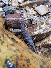 Saproscincus challengeri