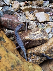 Saproscincus challengeri