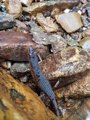 Saproscincus challengeri