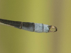 Lestes pallidus