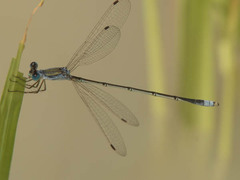 Lestes pallidus