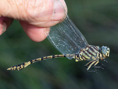 Ictinogomphus dundoensis