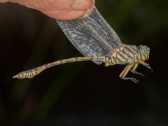 Ictinogomphus dundoensis