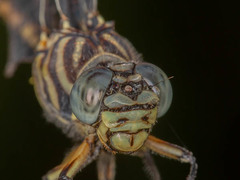 Ictinogomphus dundoensis